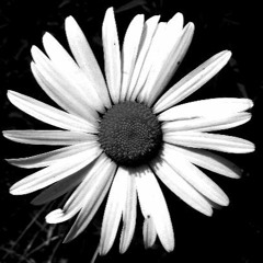 Sweet Little Sad Song