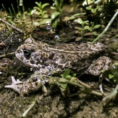 Natterjack Toad (Epidalea calamita) @12°C