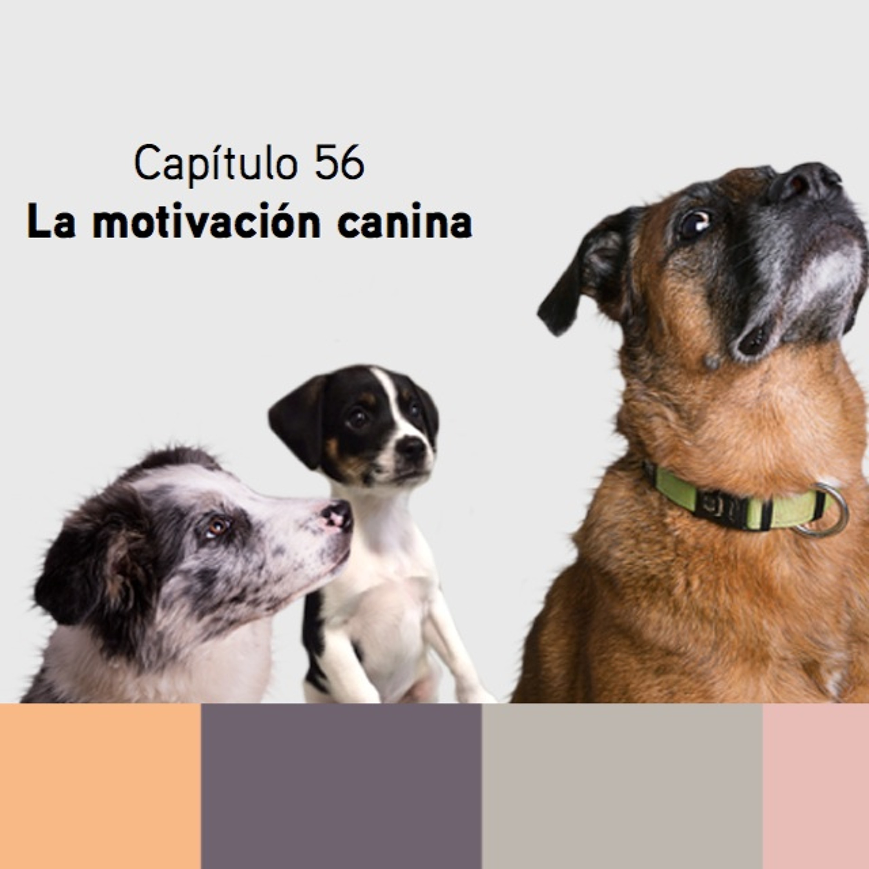 PAT Educadora canina