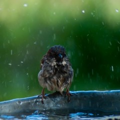 Tavaszi szél vizet áraszt - Hungarian folksong