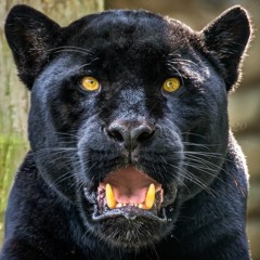 Black Panther Type Beat