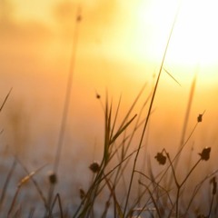 Winter Rays