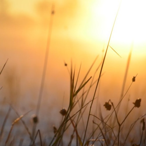 Winter Rays