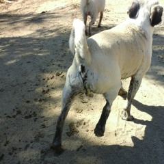 Pericles y su Golondrina