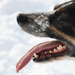 Du föll genom skare