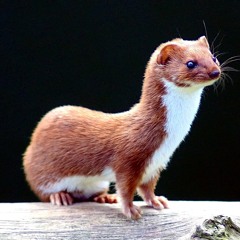 Plight Of The Weasels