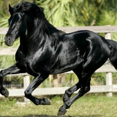 Black Andalusian Horses