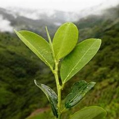 Coca Leaf