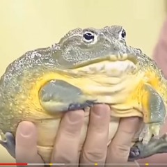 Hijinks - Californication