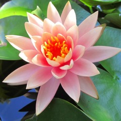 Summer Flowers (WIP)