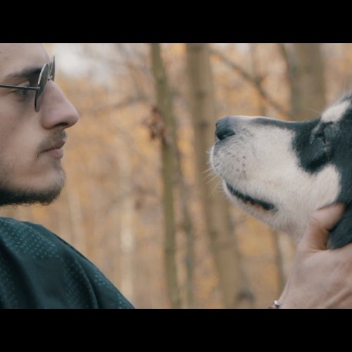 Django - Oiseaux
