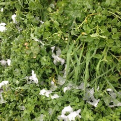 another inverno a bologna