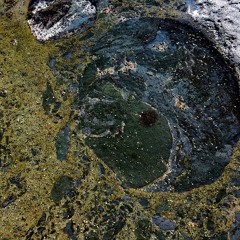 Songs of the Coast