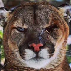 Marko x Zander: "Star" (prod. cashap)