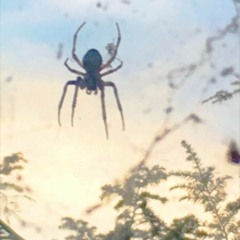 summer raindrop (acoustic demo)