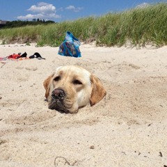 Dog In The Sand Intro (Frank Black and the Catholics Cover)