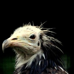 My Friend, the Desert