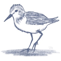 Sandpipers Guitar Demo