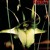 Artwork for Psychic TV - The orchids (Luidor Remix)