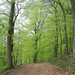 Fagus sylvatica