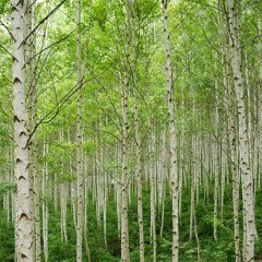 Betula pubescens