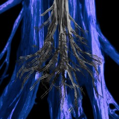 THE ROOT