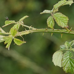hedge