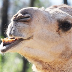 Feel Nothing (Plot In You Cover)