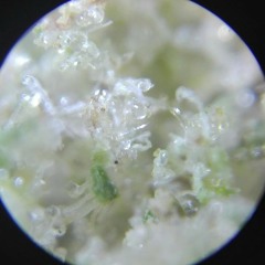 Masía - Droja en el Colacao