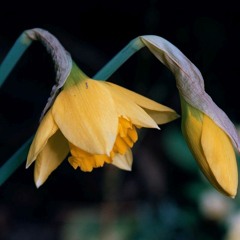 Sunken Daffodil