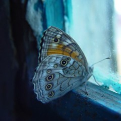 Uppmärksamhet på andningen - kort