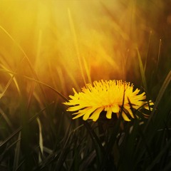 Kort kroppsskanning, ledd av Malin Rosén