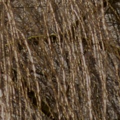 möglichkeit