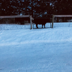 eohr - Copyright Laws