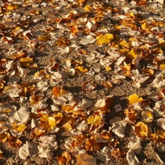 A Leaf Falls After: for orchestra (2017)