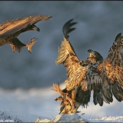 03 I Think I'm Falling