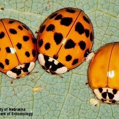 Waltz of the Ladybird Beetles (2010)