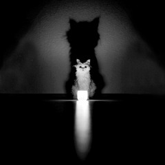 ADVEIS - Flashing Cats