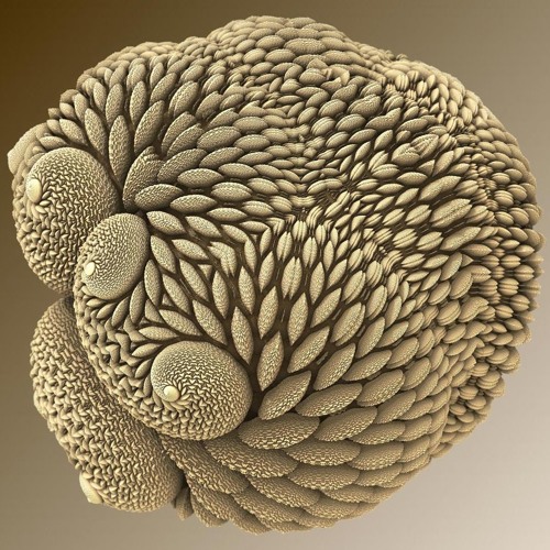 Polymorphic (out now on Occulta Records  )