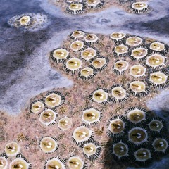 Bacterial Stigmergy