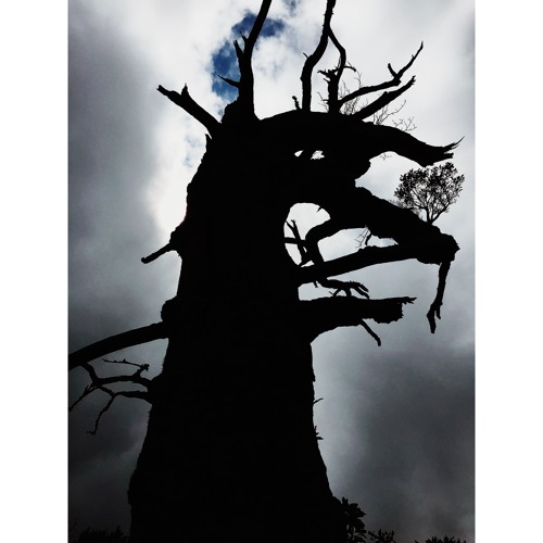 Echaskech - Gods of Yakushima