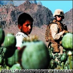 Afghan Poppy