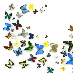 butterflies <3