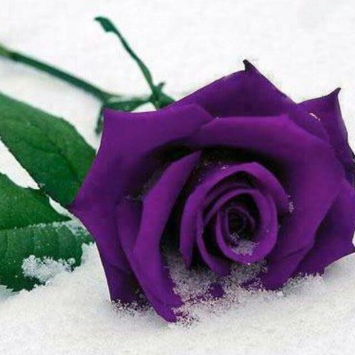 مغهوم الأنوثة ( برنامج قلوب بتحبك)من تقديم أ. هدى محمد.wav