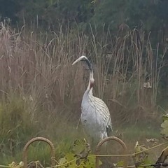 Crane calls at the Vietnamese Temple.