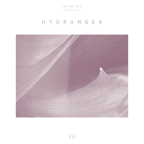 INVEINS \ Podcast 036 \ Hydrangea