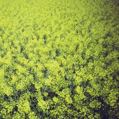 Weltunterklang & Dugri Danger - En la temporada primaveral