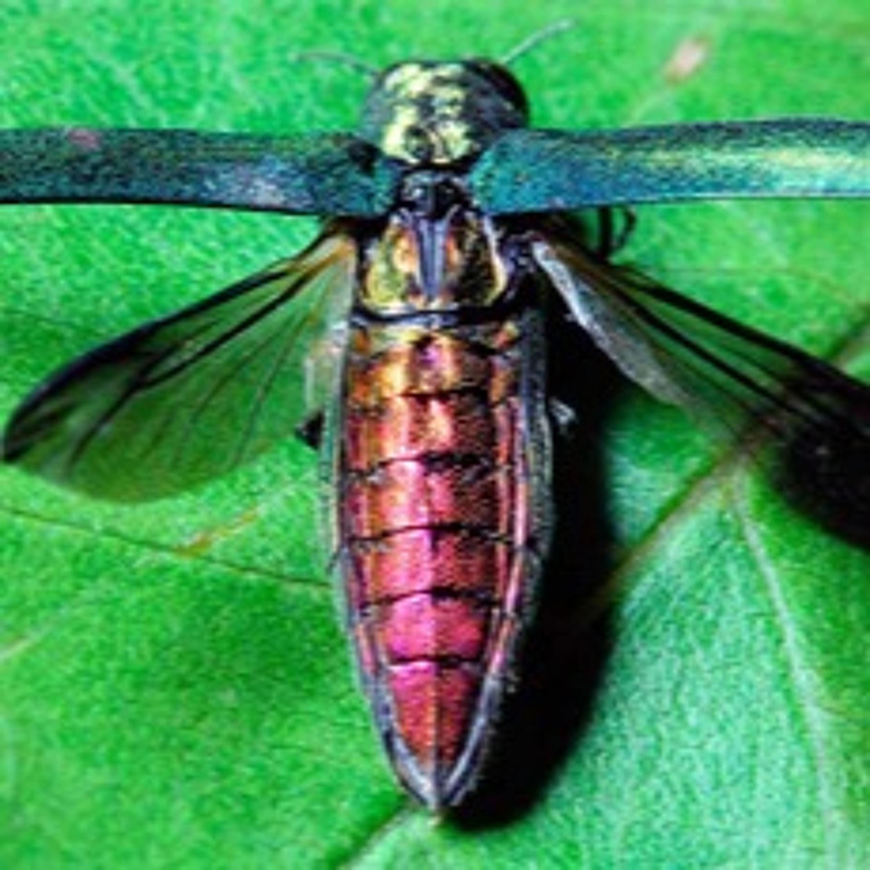 Emerald Ash Borer Killed 800-1000 Trees in Clark Nature Center! episode artwork