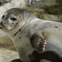 Harbor Seals