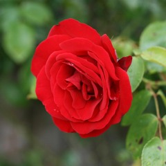 سورة القصص بصوت القارئ عبد الرزاق الدليمي